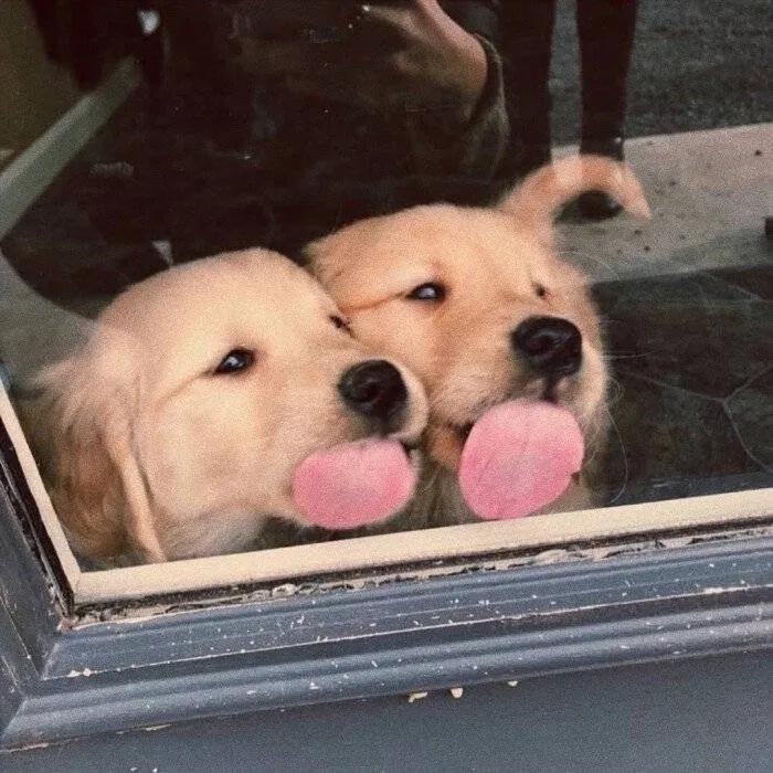 抖音文案怎樣寫才吸粉（抖音吸粉技巧）